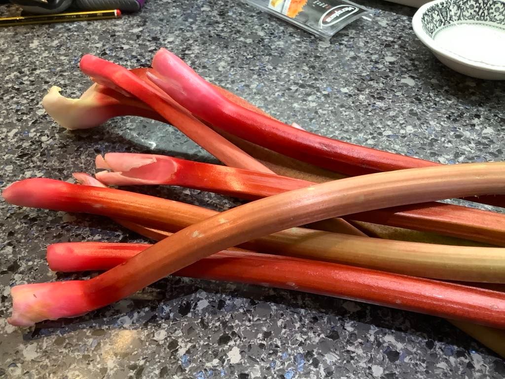 Stalks of rhubarb