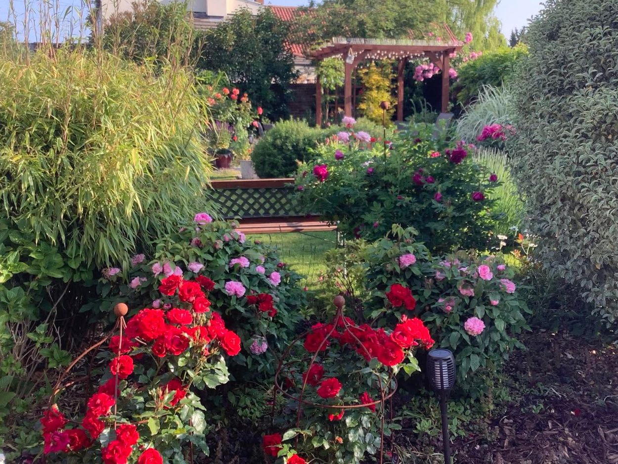 Beautiful garden with colorful blooming flowers, green bushes, and a wooden pergola in the background