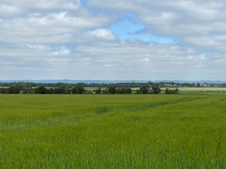 Field of green grass with trees and houses in the distance under a partly cloudy sky