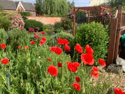 Poppies in the garden at The Old Posthouse B&B