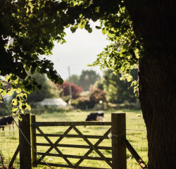 A view from the garden.