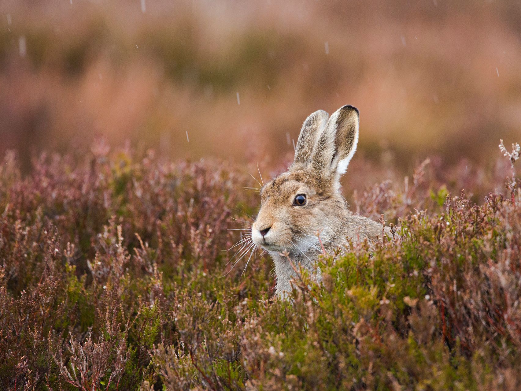 Highland Hare