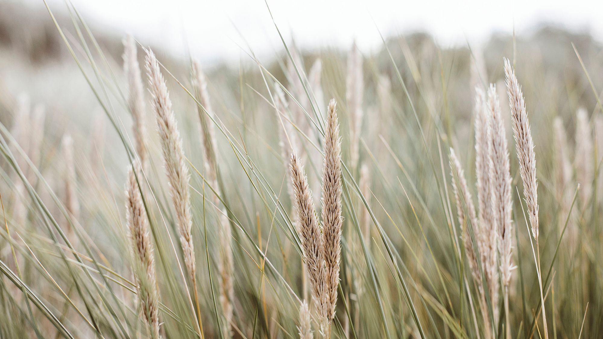 Long grasses