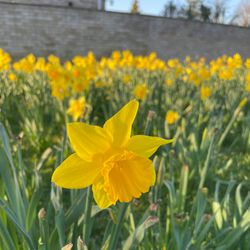 Daffodil