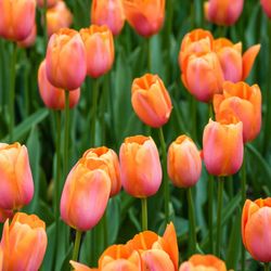 Tulips in field