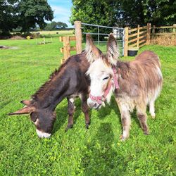 donkeys