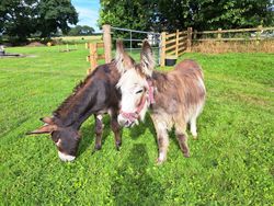 donkeys