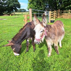 donkeys