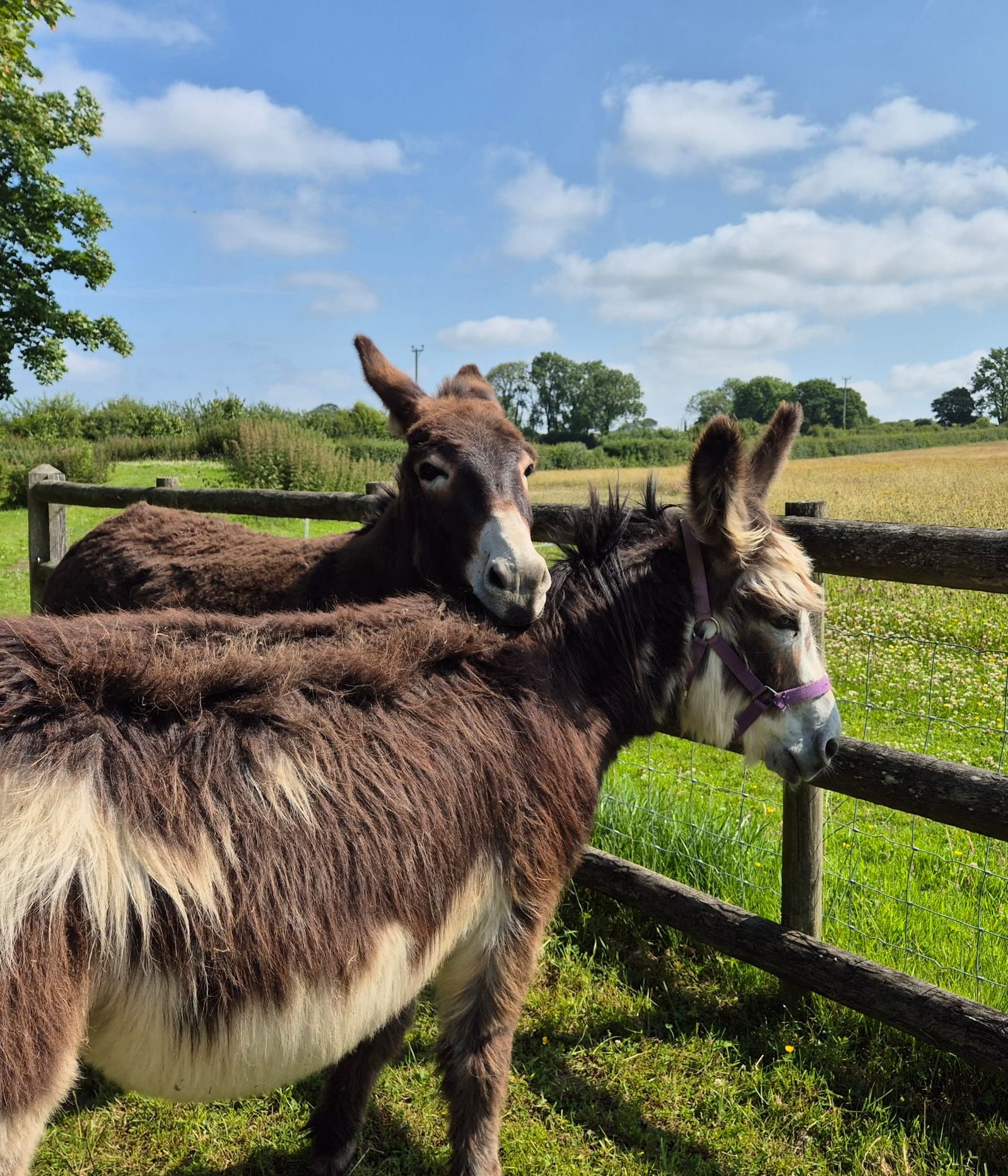 The donkeys - Stan and Ned