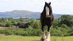 A majestic black and white Shire horse with a flowing mane and feathered hooves stands in a lush green field, with rolling hills and trees in the background.