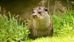 A wet otter sits among green grass near the river bank, gazing into the distance with its whiskers dripping and fur slicked back.