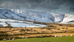 Preseli hills with Sheep grazing on a green pasture under a dramatic sky, with rolling fields and snow-covered hills in the background.