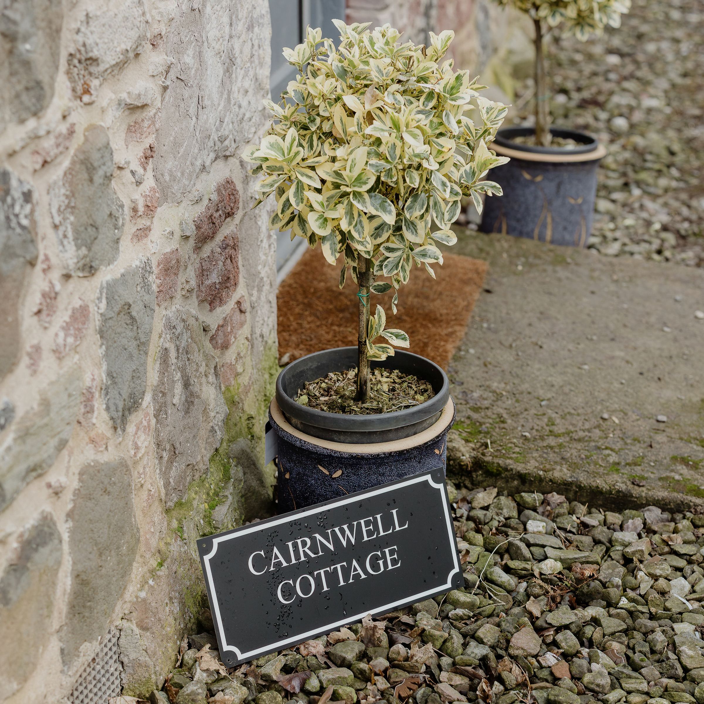 Potted variegated topiary outside a stone cottage with a 