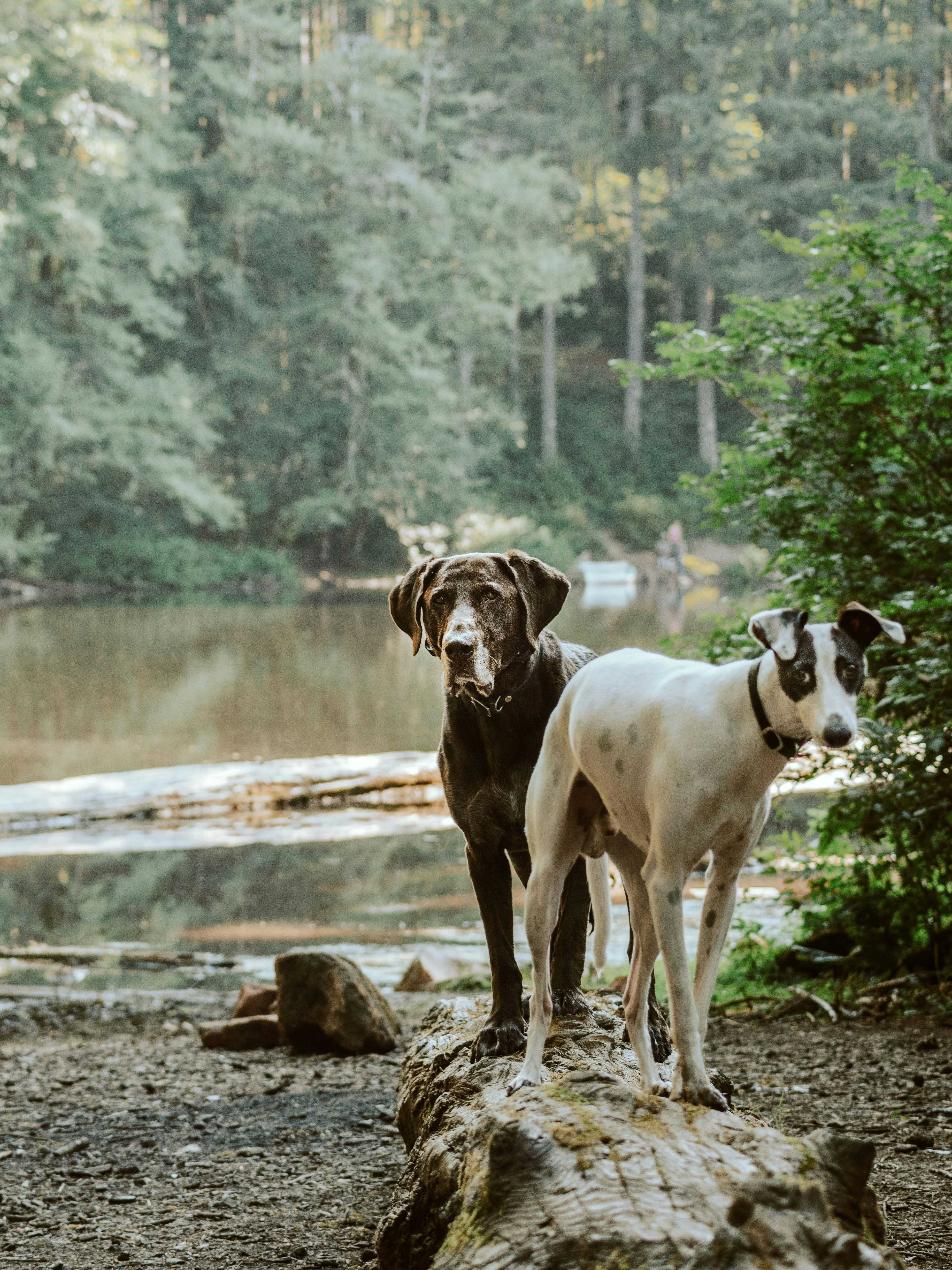 Two dogs standing on a fallen log beside a calm forest lake