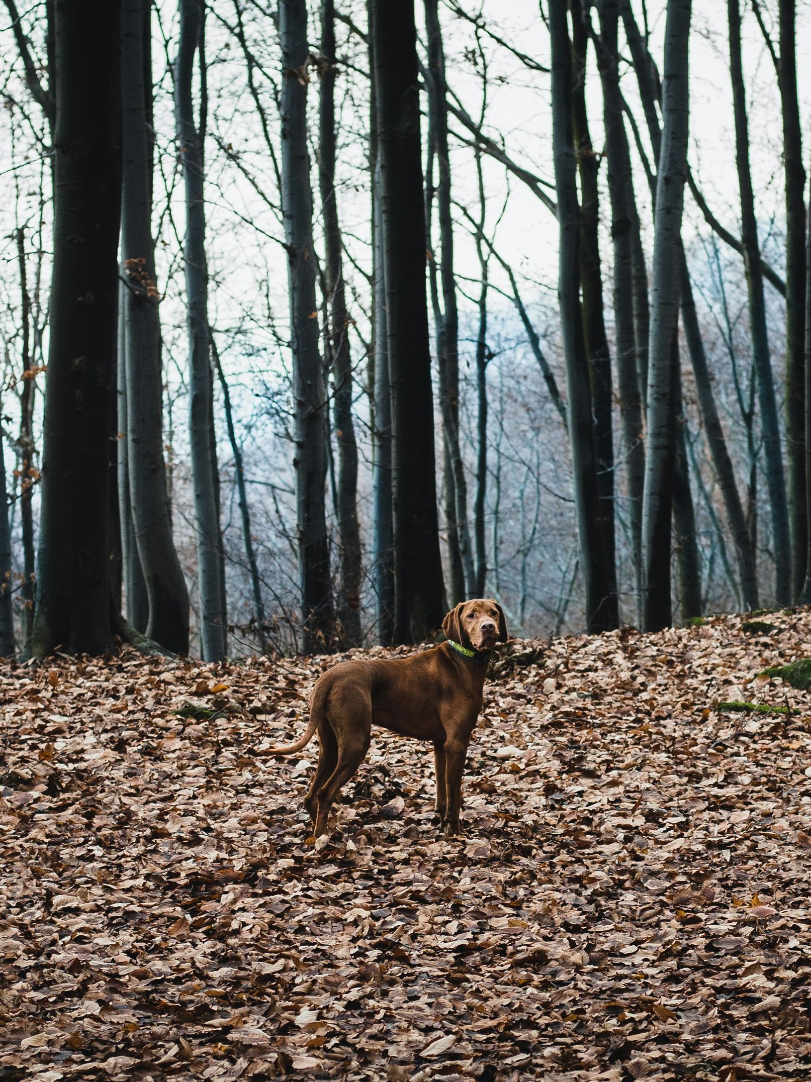 Brown dog standing on a leaf-covered forest floor among tall bare trees