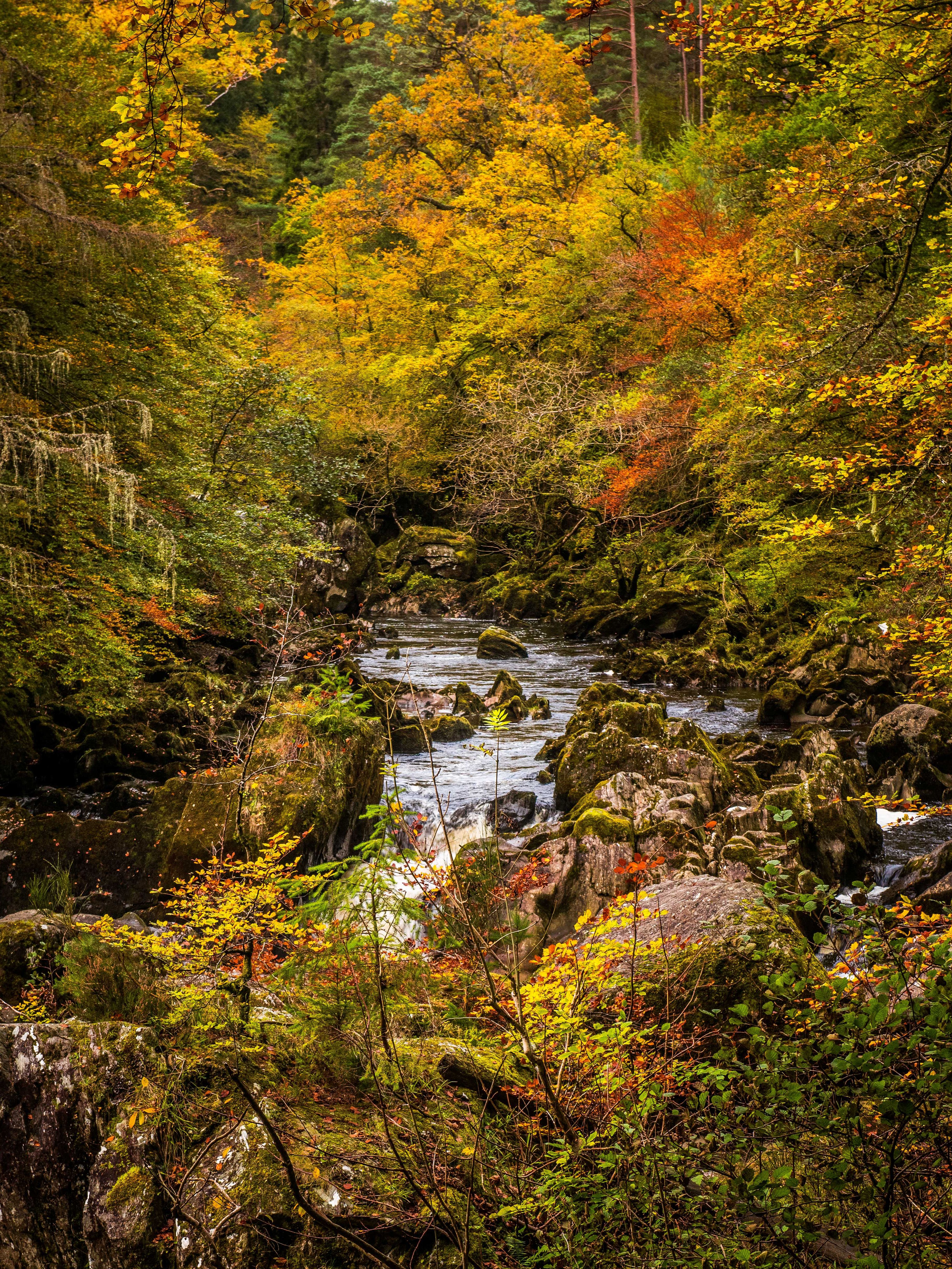 Autumn woodland river flowing through mossy rocks and colourful trees