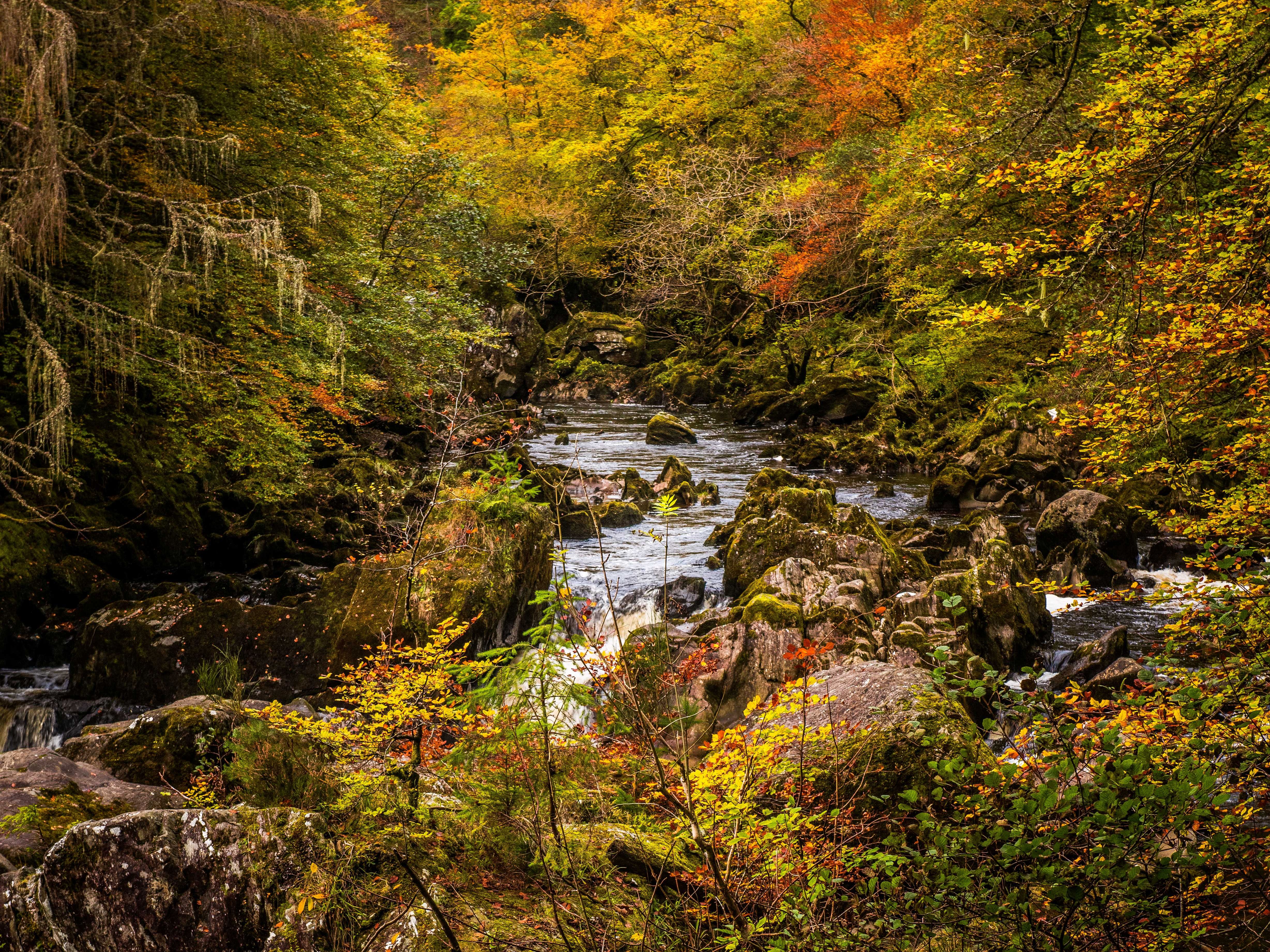 Autumn woodland river flowing through mossy rocks and colourful trees
