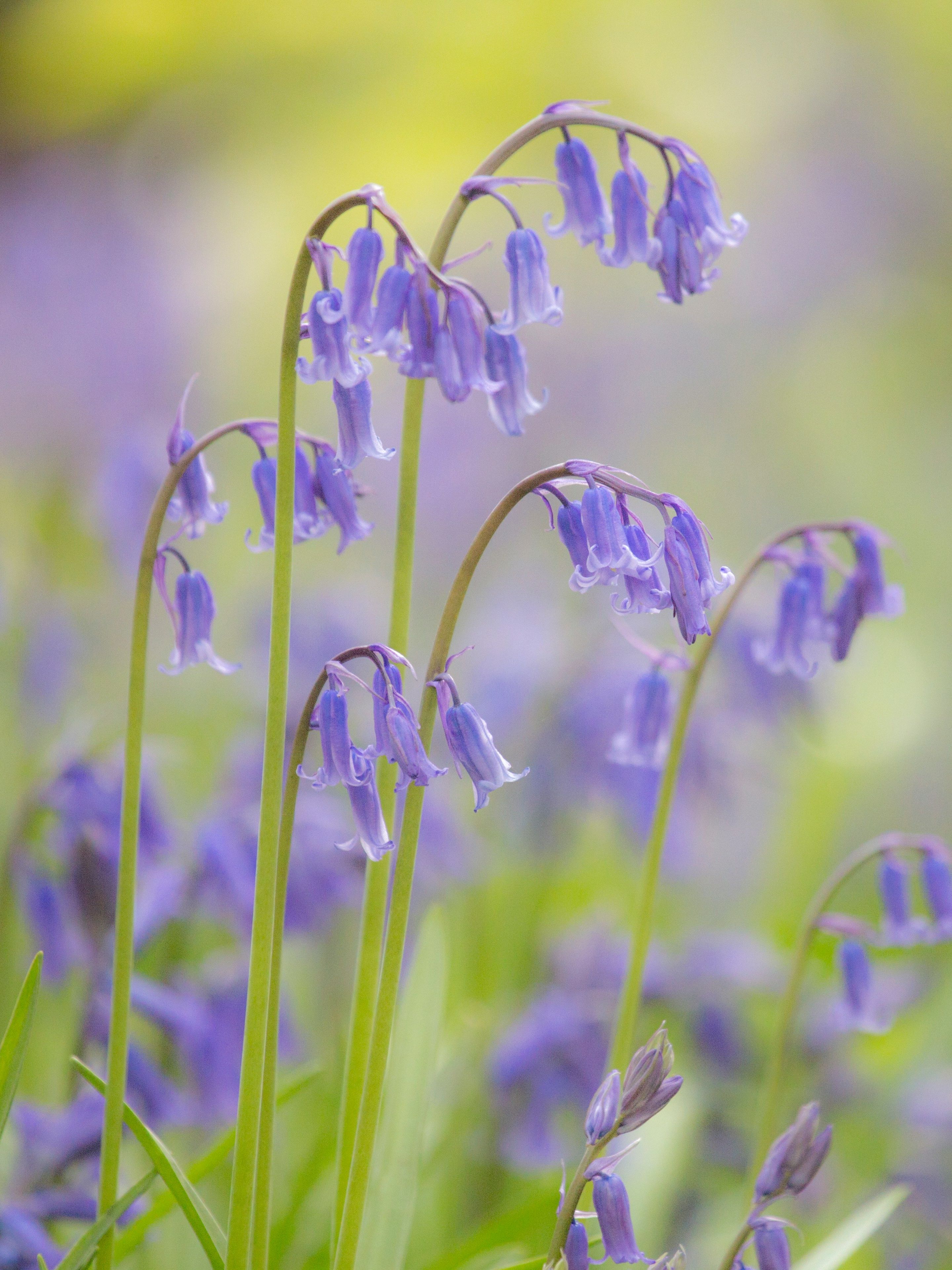 Close-up of purple-blue bluebells in a woodland setting with a soft blurred background