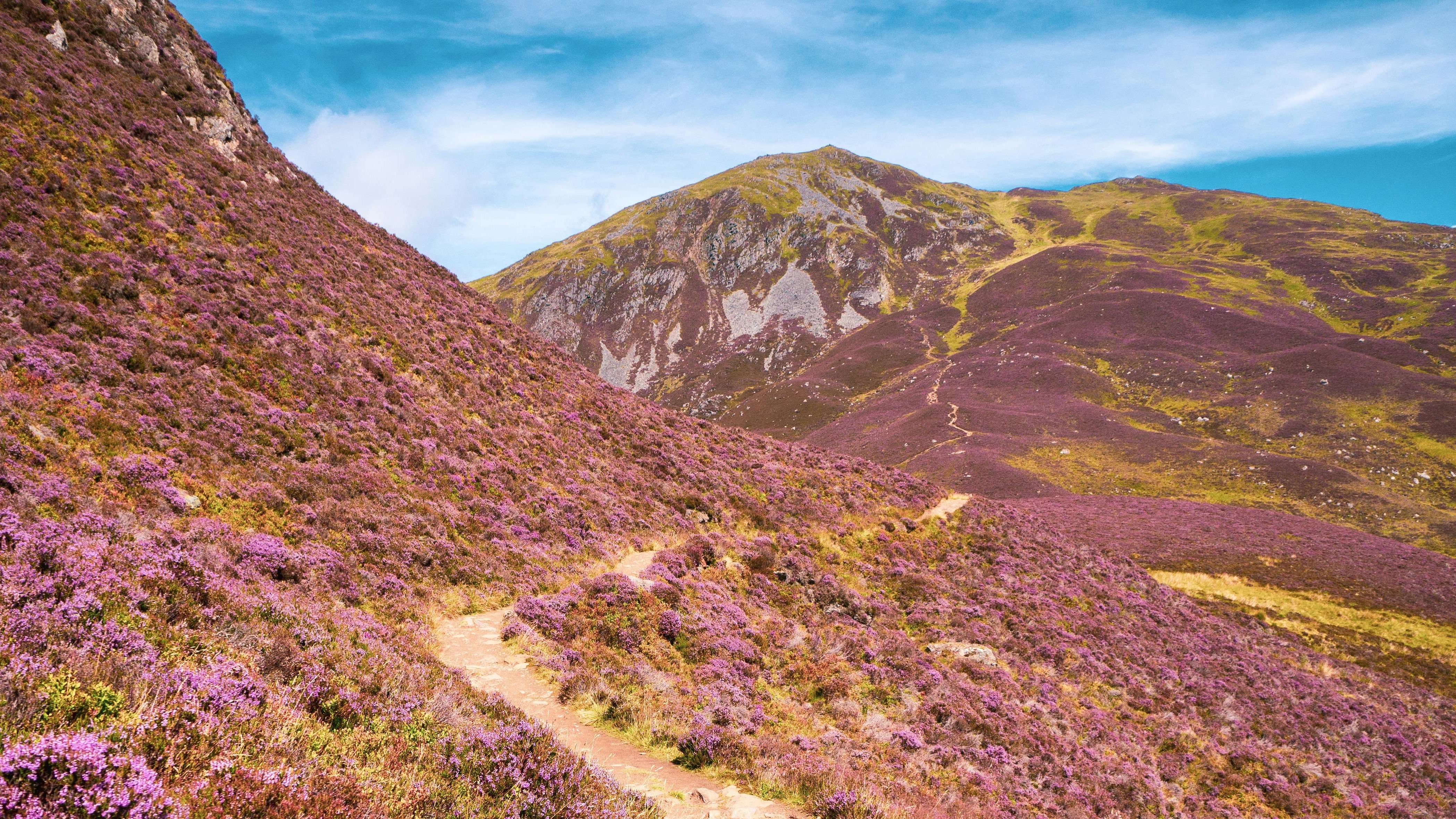 Winding footpath through purple heather on rolling hills beneath a blue sky
