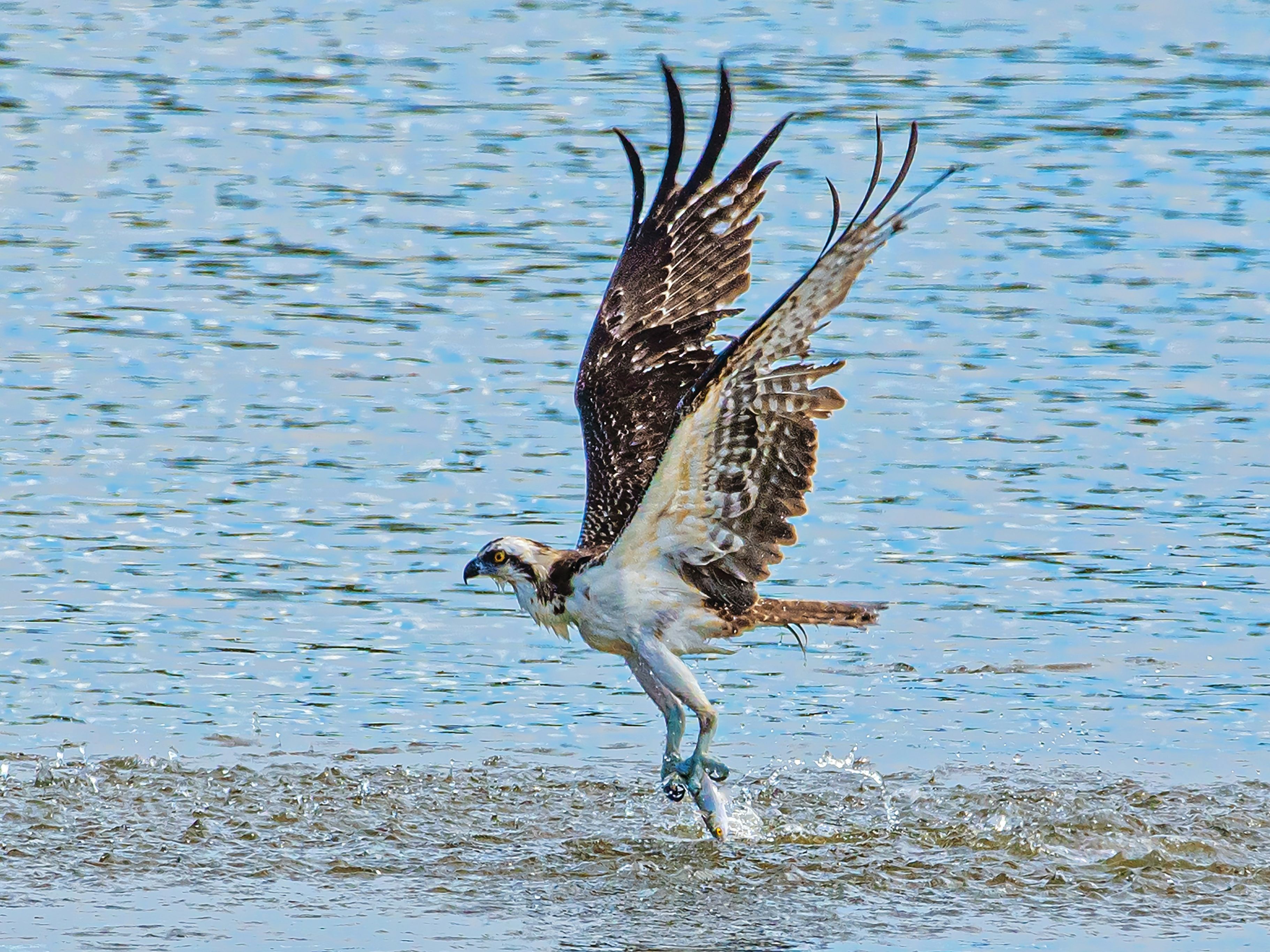 Osprey lifting off from shallow water with a fish in its talons