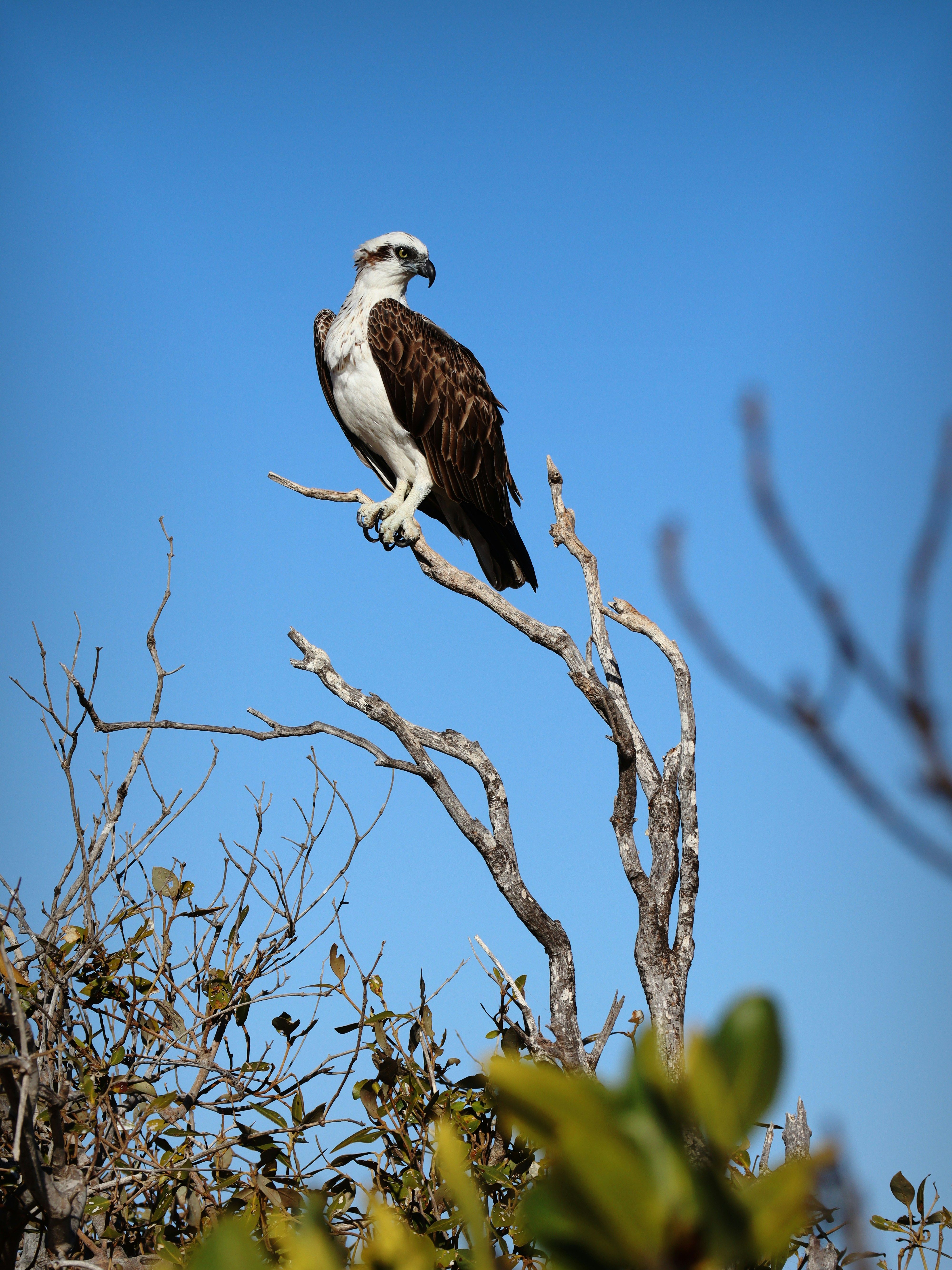 Osprey perched on a bare tree branch against a clear blue sky
