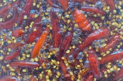 chilli honey