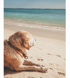 dog friendly