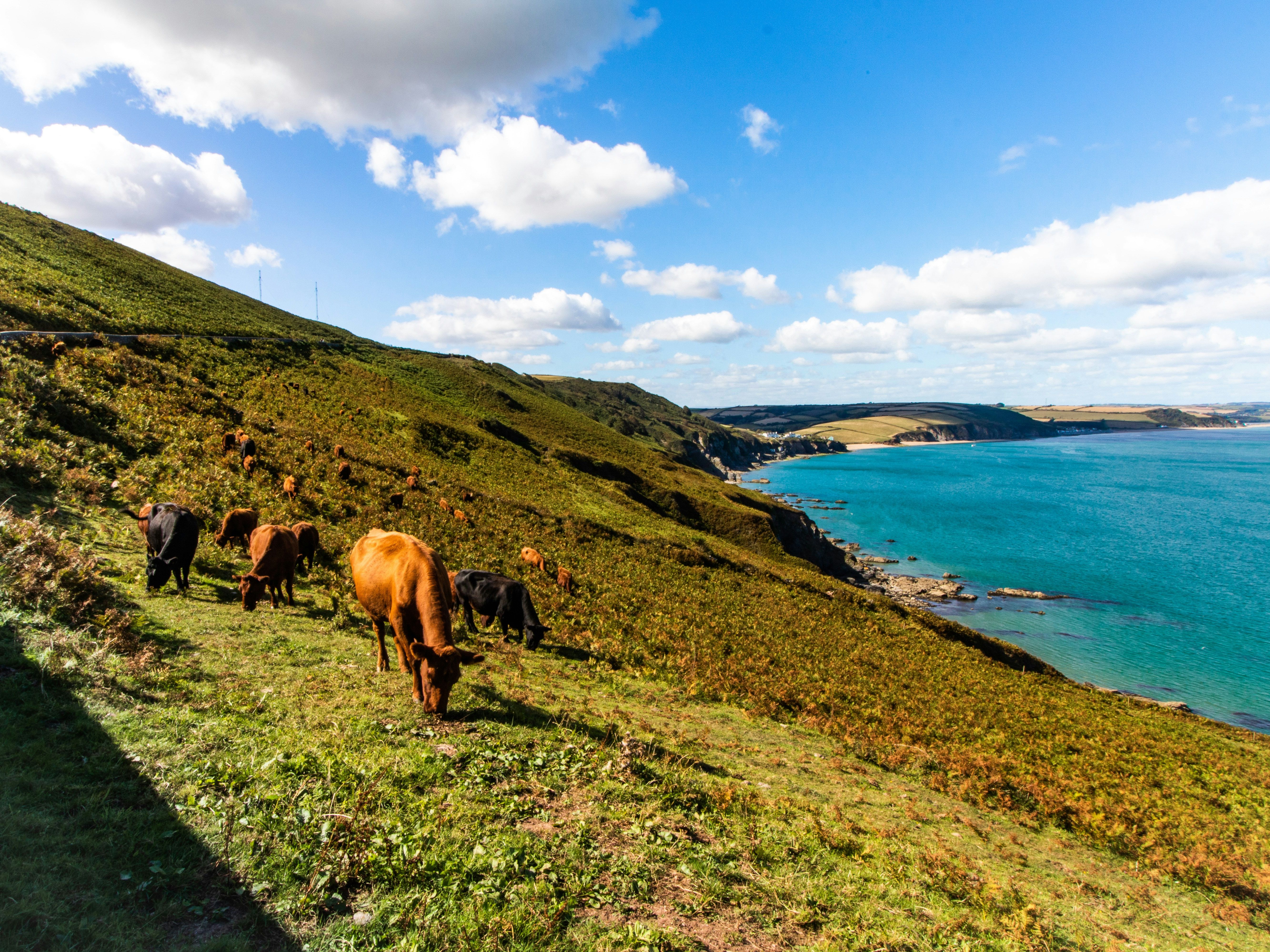Cows grazing on a green hillside overlooking a blue ocean coastline under a partly cloudy sky.