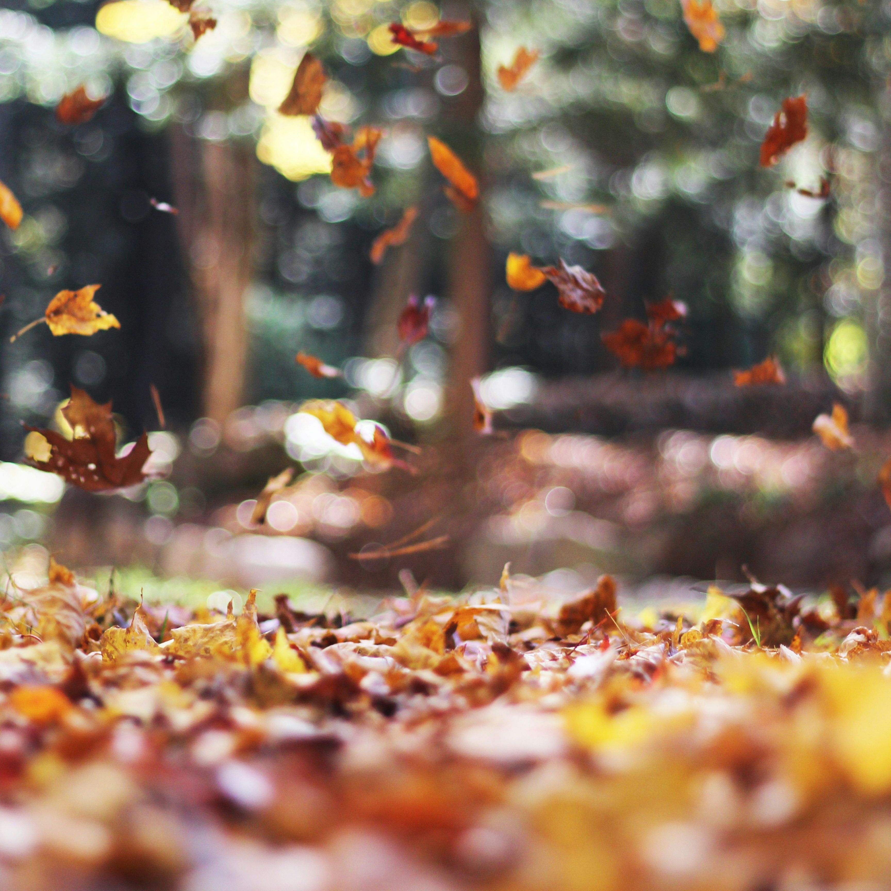 Falling autumn leaves in a forest with a blurred background