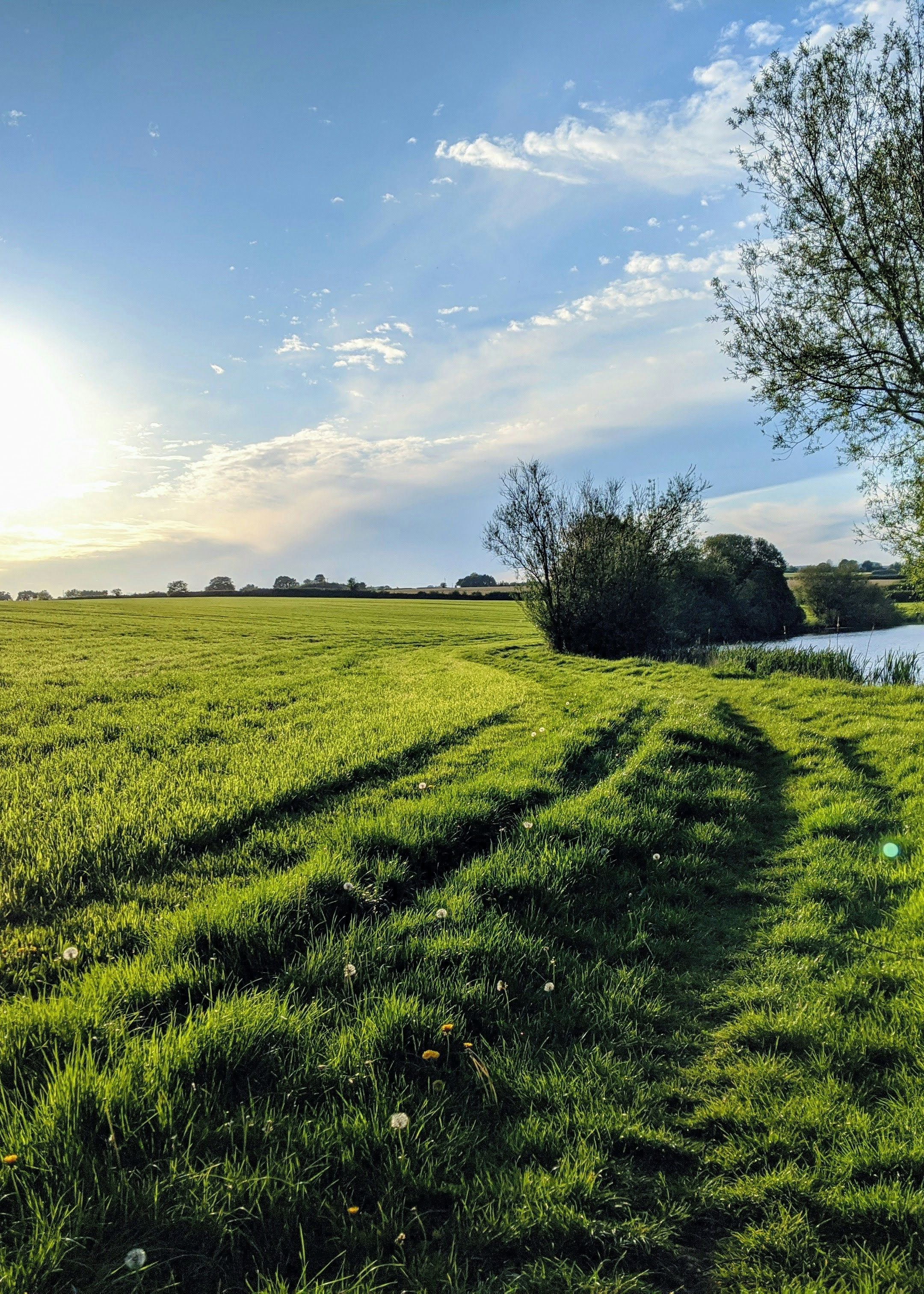 Sunny landscape with a grassy field, trees, and a small lake