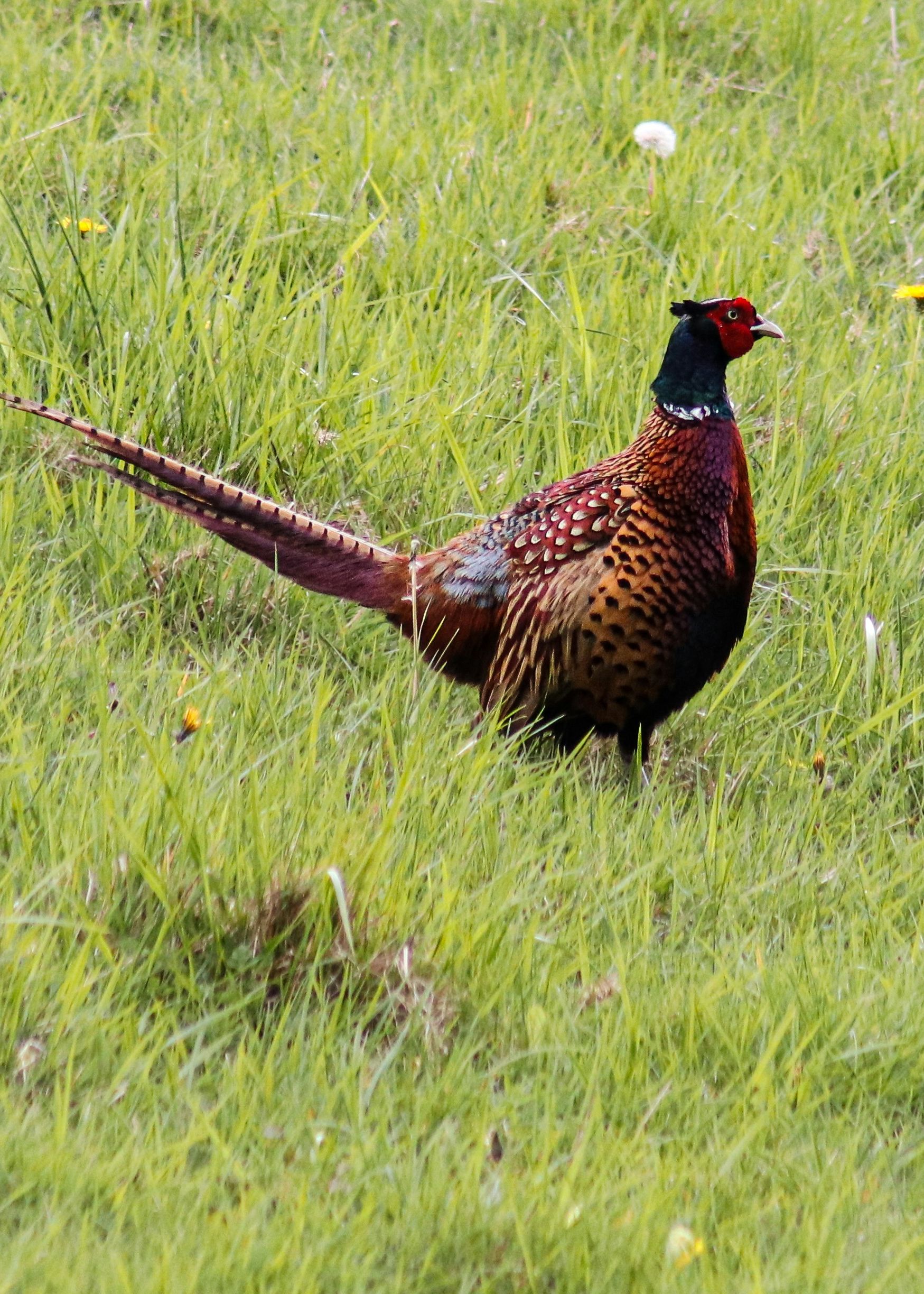A colorful pheasant standing in tall green grass.