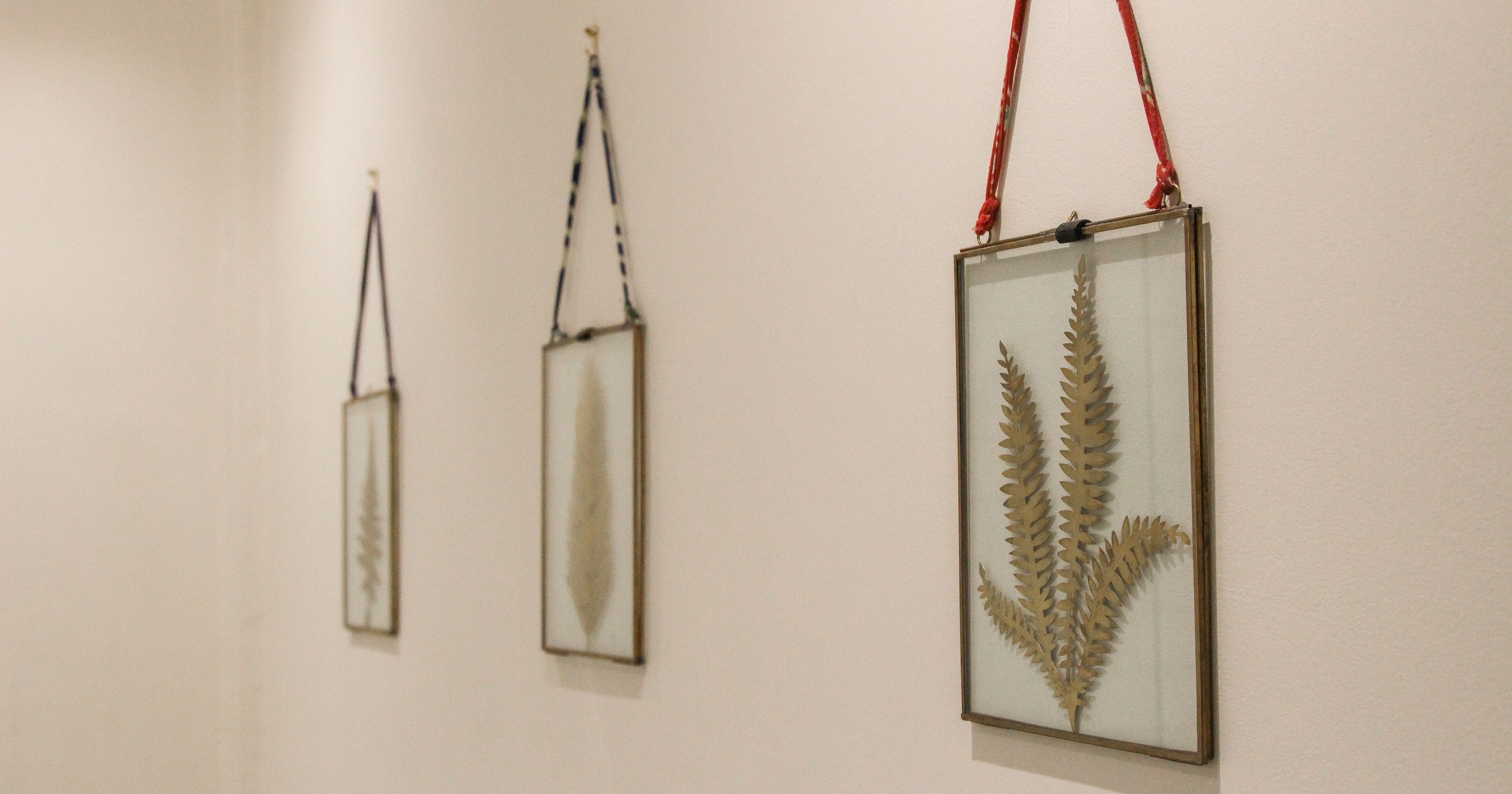 Three framed botanical prints of pressed ferns and leaves hanging on a beige wall, each with a different colored ribbon.