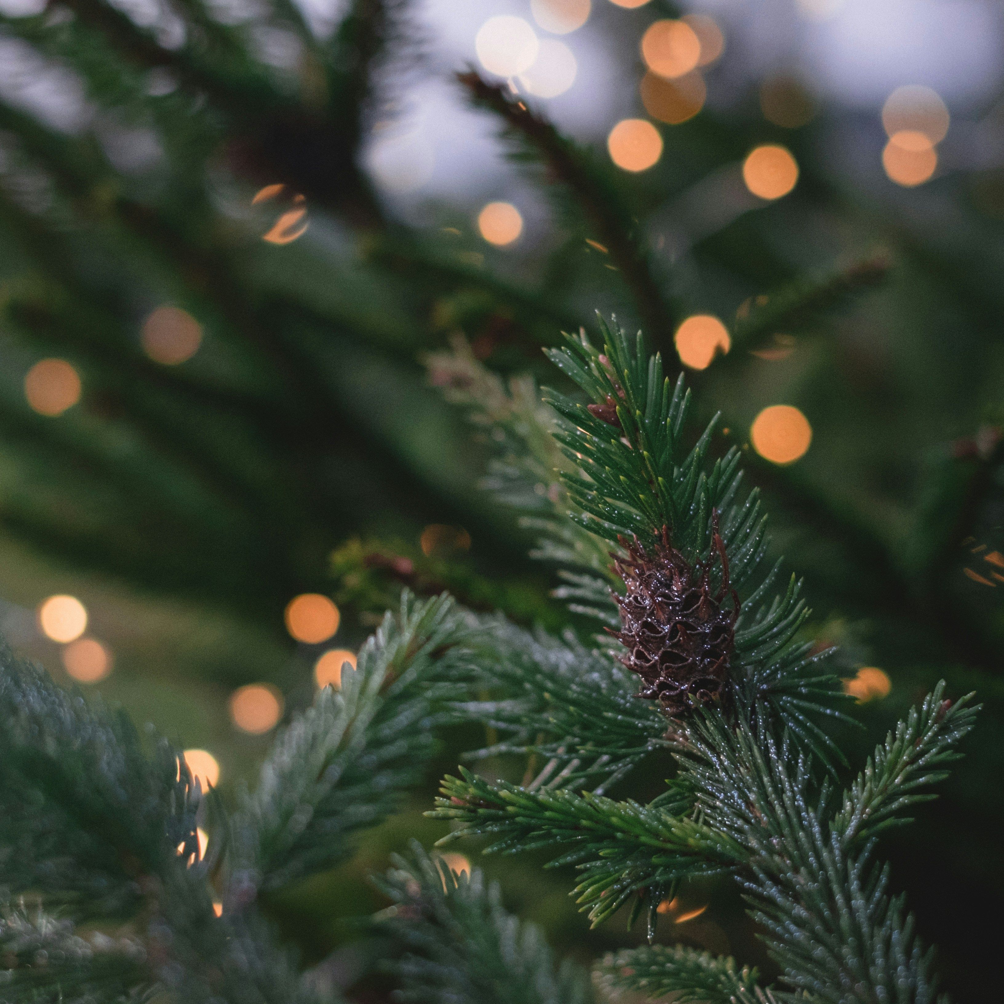 Close-up of pine tree branch with pine cone and blurred holiday lights in the background