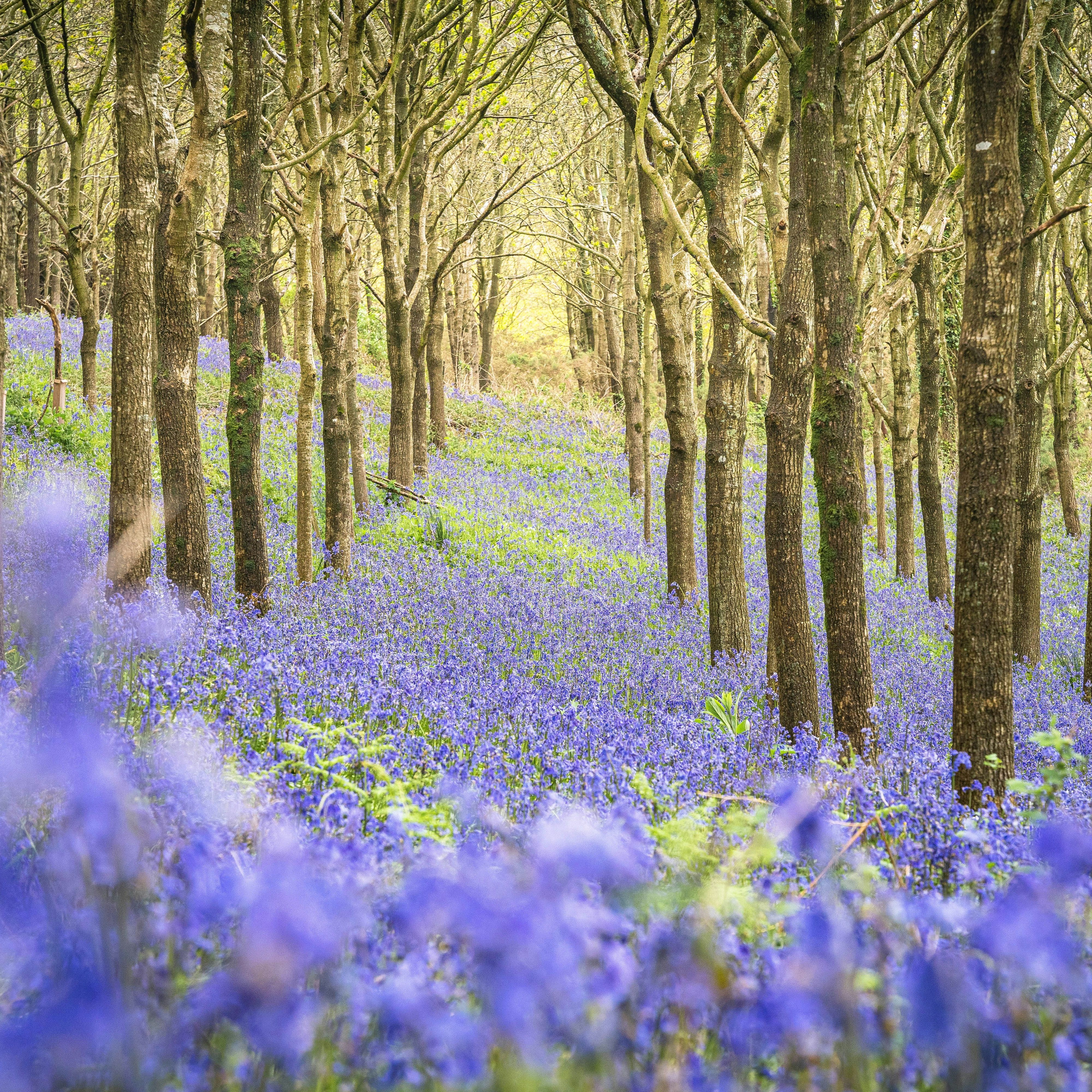 A forest floor covered in vibrant bluebells beneath tall, leafless trees.
