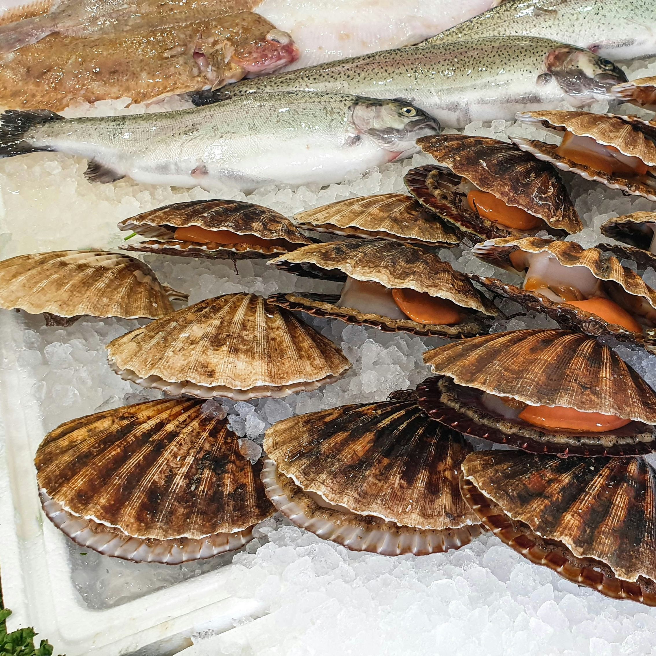 Fresh scallops and whole fish displayed on crushed ice at a seafood counter