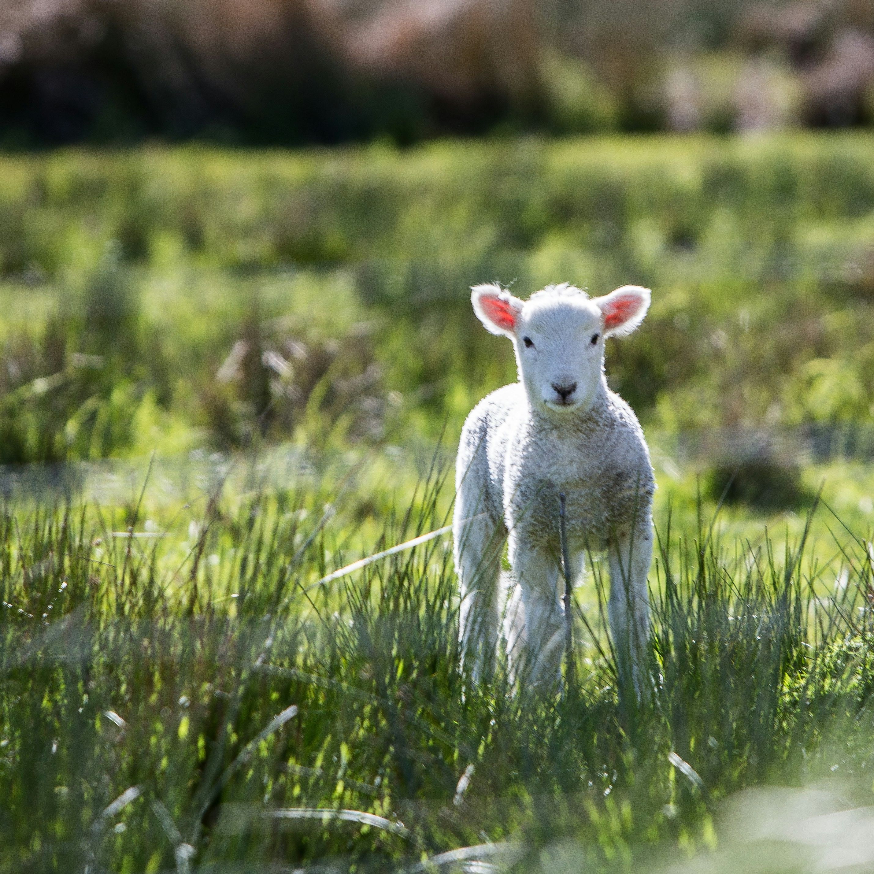 Young lamb standing in long grass in a sunny field