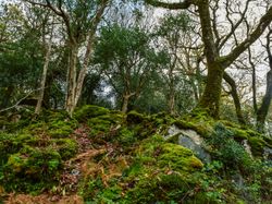 A dense forest scene with tall trees and moss-covered rocks. The ground is scattered with fallen leaves, and the light filters through the canopy, creating a serene atmosphere.
