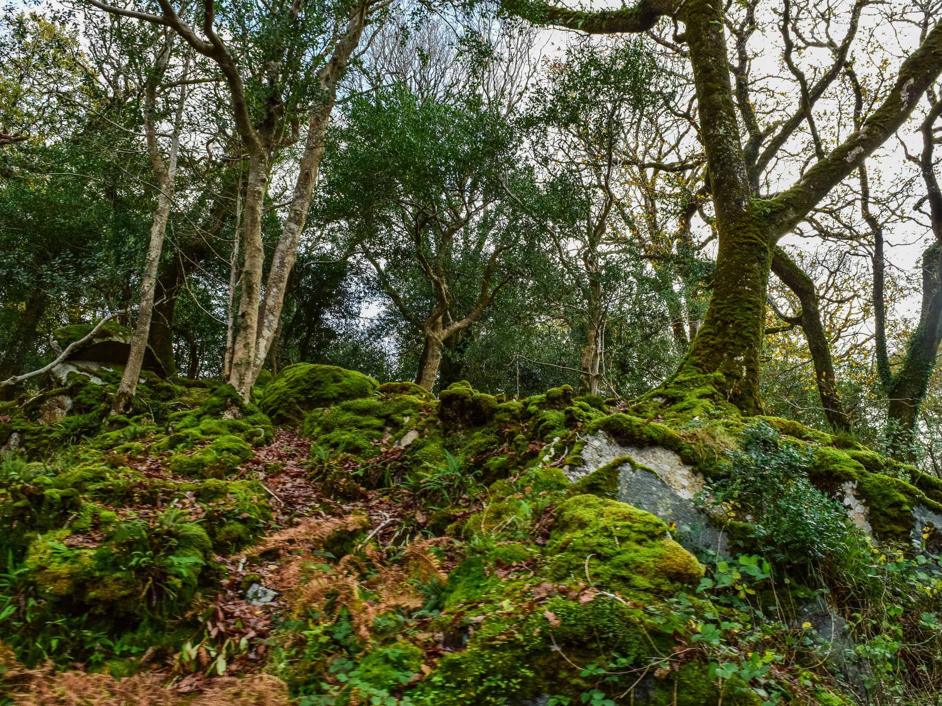 A dense forest scene with tall trees and moss-covered rocks. The ground is scattered with fallen leaves, and the light filters through the canopy, creating a serene atmosphere.