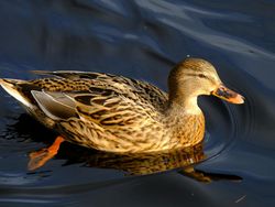 A brown mallard duck with detailed feather patterns swims peacefully in dark water, its reflection visible on the surface. The duck's orange webbed feet paddle gently below.