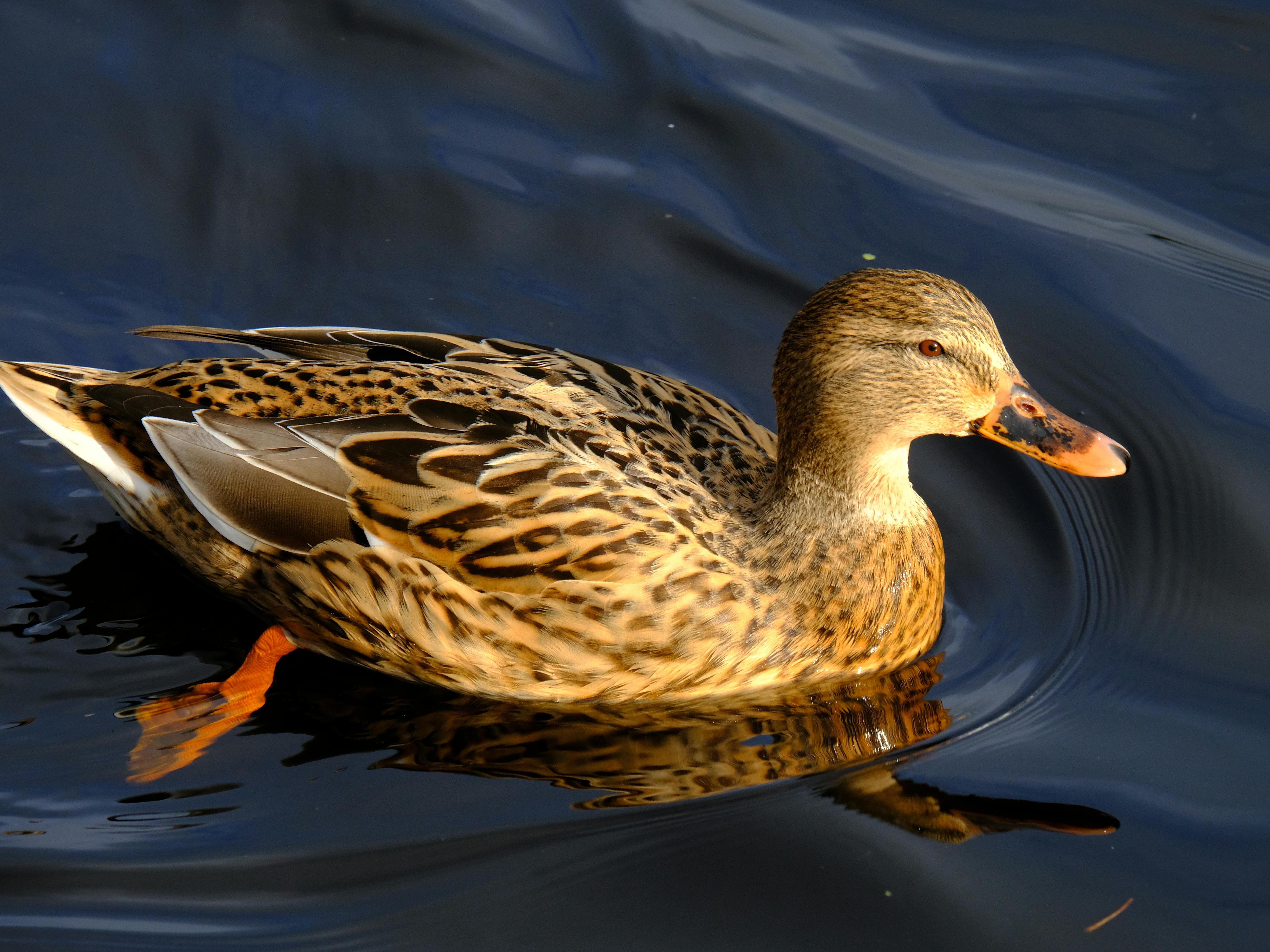 A brown mallard duck with detailed feather patterns swims peacefully in dark water, its reflection visible on the surface. The duck's orange webbed feet paddle gently below.