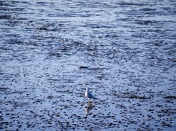 A solitary seagull stands on the wet sand at low tide on the beaches in Sligo, surrounded by shallow pools of water. The reflective surface glistens under the soft sunlight.