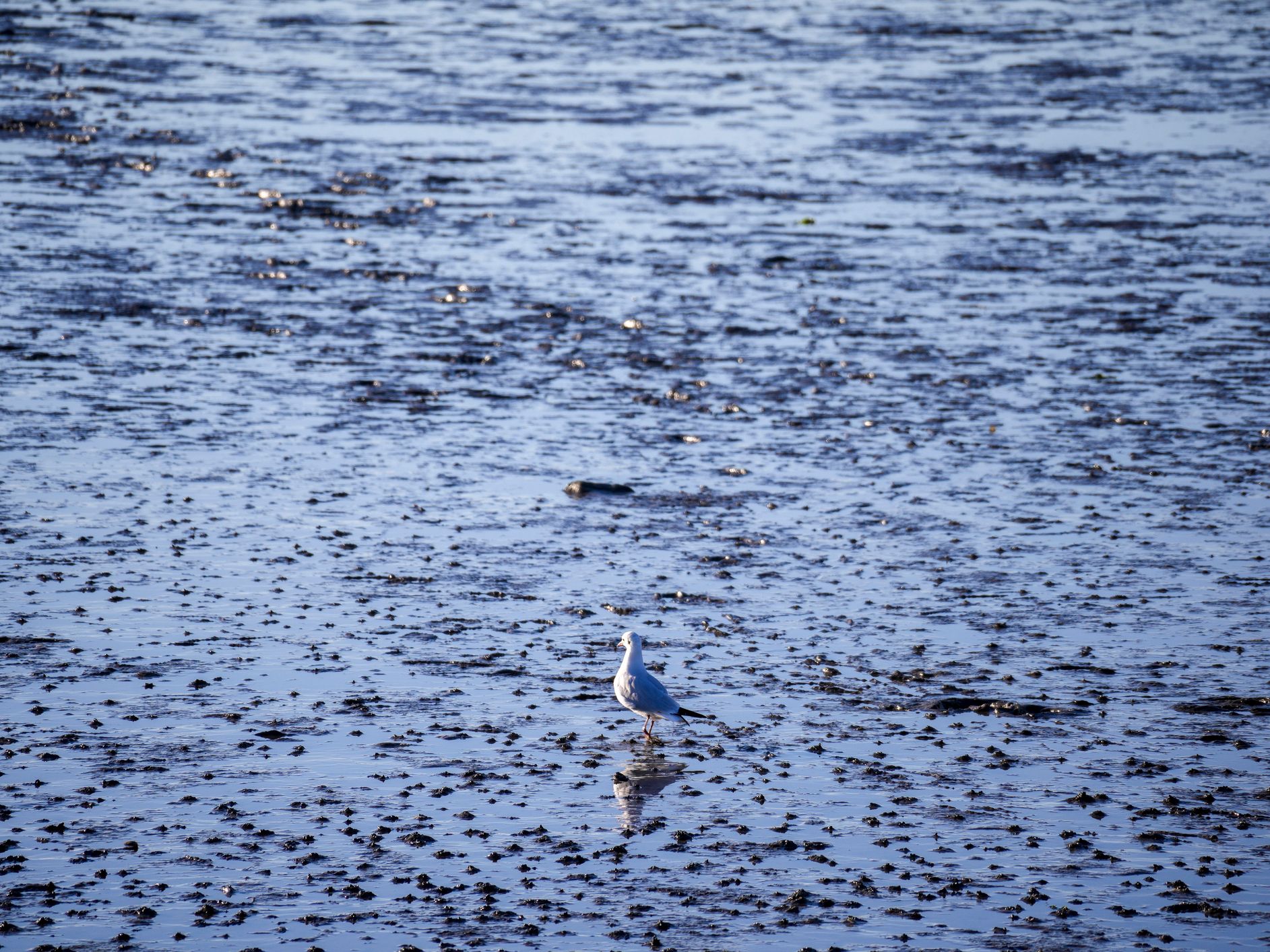 A solitary seagull stands on the wet sand at low tide on the beaches in Sligo, surrounded by shallow pools of water. The reflective surface glistens under the soft sunlight.