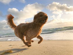 A joyful, fluffy dog runs along the beaches in Sligo, sand flying beneath its paws. The ocean waves roll gently in the background under a bright sky with scattered clouds.
