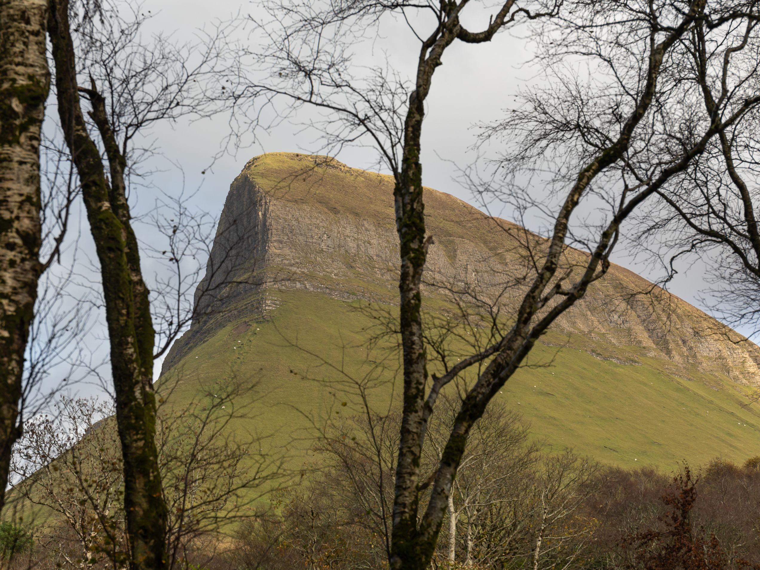 A steep, grassy hill with rocky cliffs viewed through the bare branches of surrounding trees, under a cloudy sky, creating a dramatic and rugged natural scene.