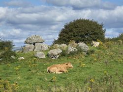 A tranquil scene of cows resting on a grassy hillside dotted with yellow wildflowers. Large rocks, including a balanced stone formation, and a tree are in the background under a cloudy sky.