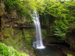 A scenic waterfall in a dense forest, with water cascading over mossy rocks into a pool. The area is surrounded by vibrant green plants and trees, creating a tranquil atmosphere.