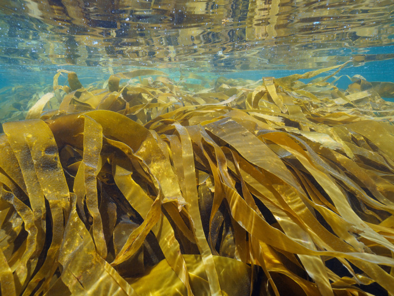An underwater view of golden-brown kelp swaying gently in clear blue water, with light reflecting off the surface, creating shimmering patterns above.