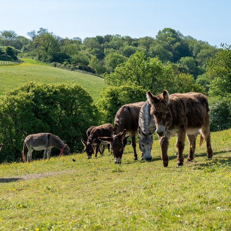 Donkey sanctuary Sidmouth