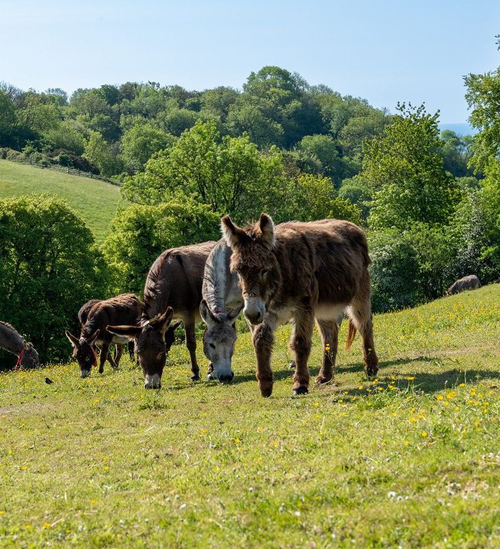 Donkey sanctuary Sidmouth