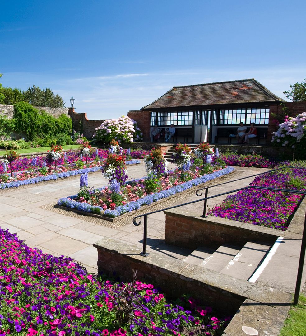 Garden with Purple flowers